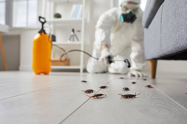Commercial Kitchen Cockroach Control in Haleiwa